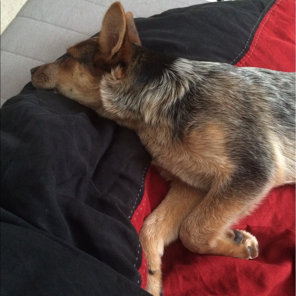 Meet your Posher, Anne