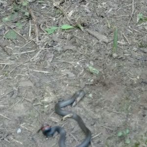 Meet your Posher, Frances