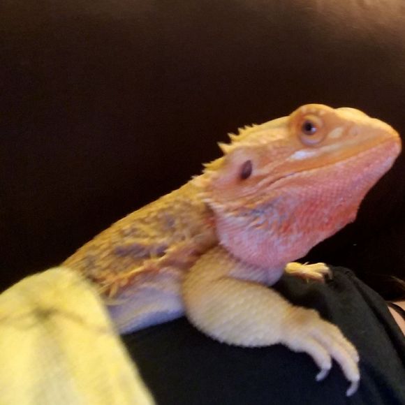 Meet your Posher, Crystal - Picture 1 of 1