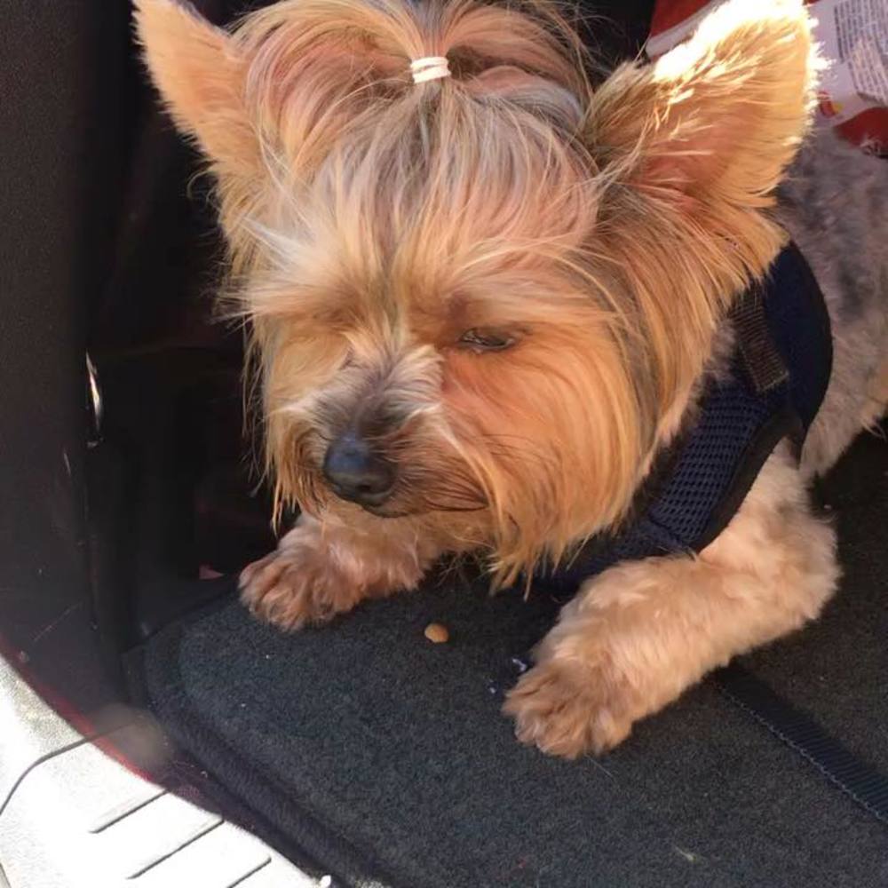 Meet your Posher, Hella