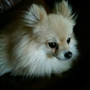 Meet your Posher, Lilly