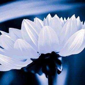 Meet your Posher, Terice