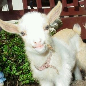 Meet your Posher, Billbert the Billy Goat
