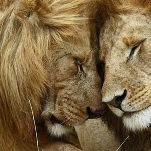 Meet your Posher, Shaliek king