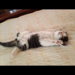 Meet your Posher, Lalo