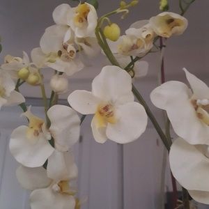 Meet your Posher, Maha