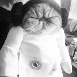 Meet your Posher, Stinky