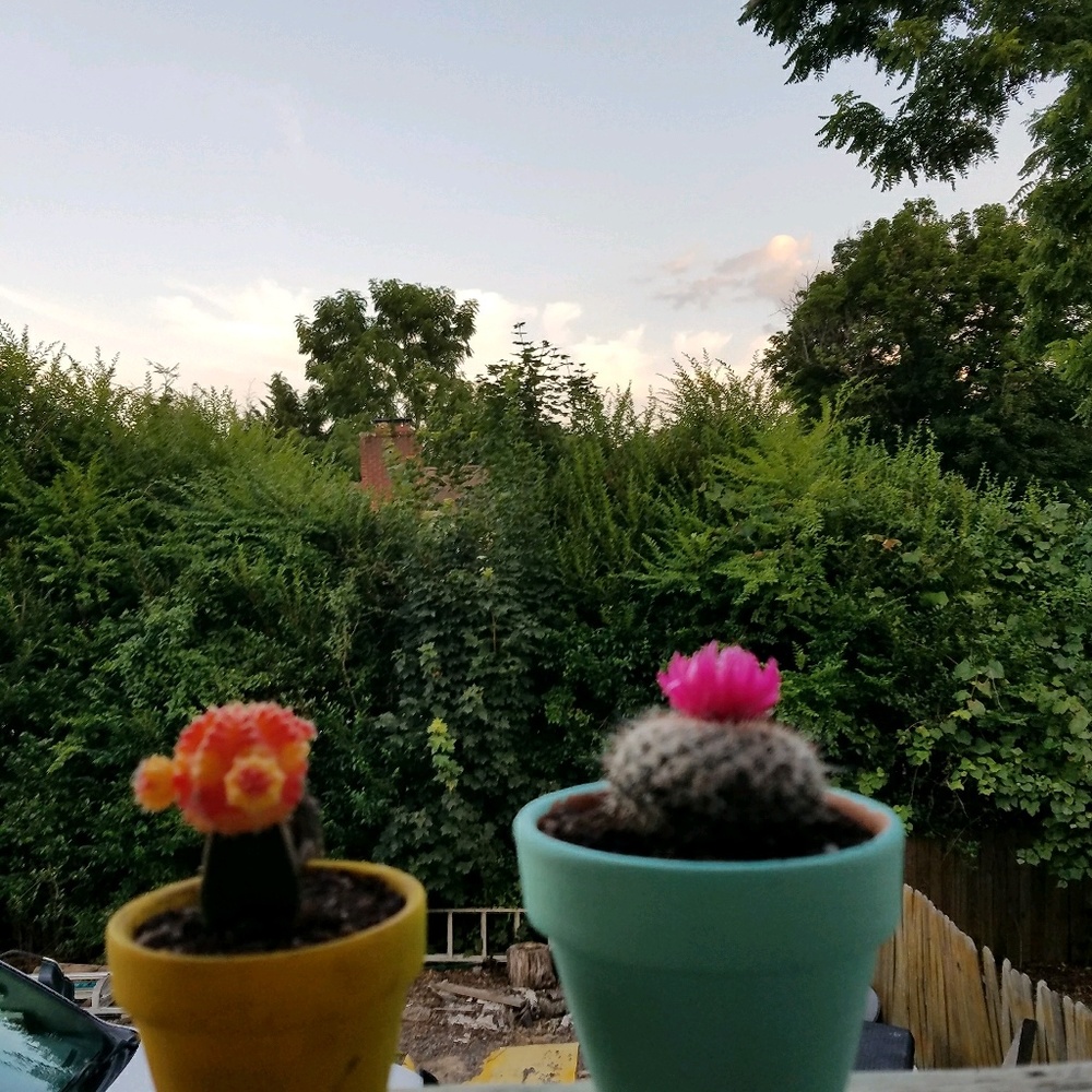 Meet your Posher, Dawn