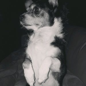 Meet your Posher, Josie