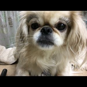 Meet your Posher, Tien