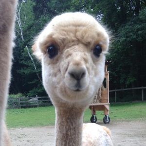 Meet your Posher, Debbie