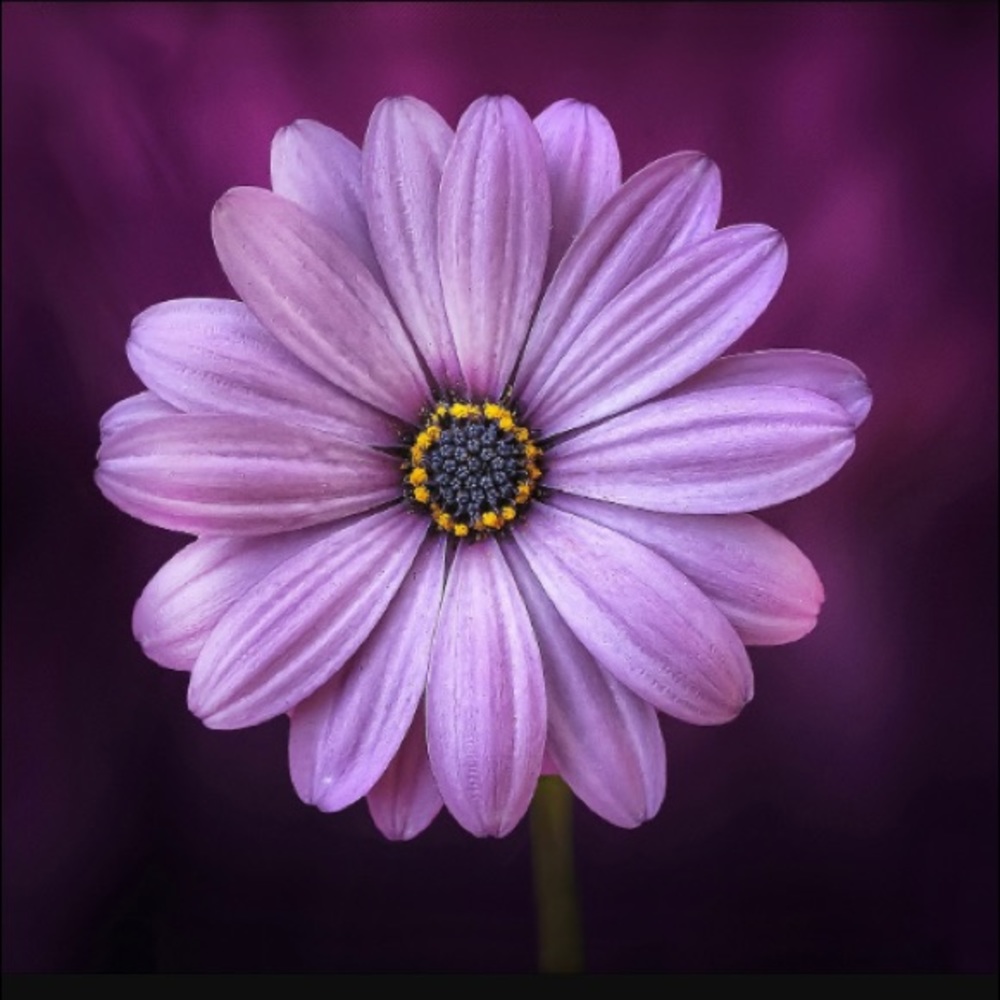 Meet your Posher, Alena