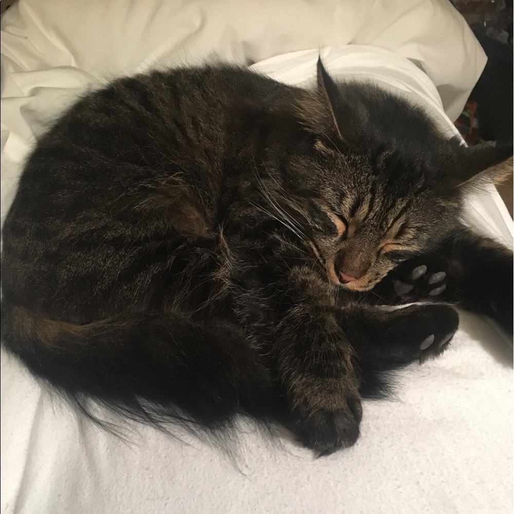 Meet your Posher, Tela