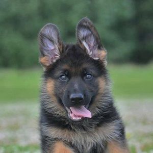 Meet your Posher, Jake