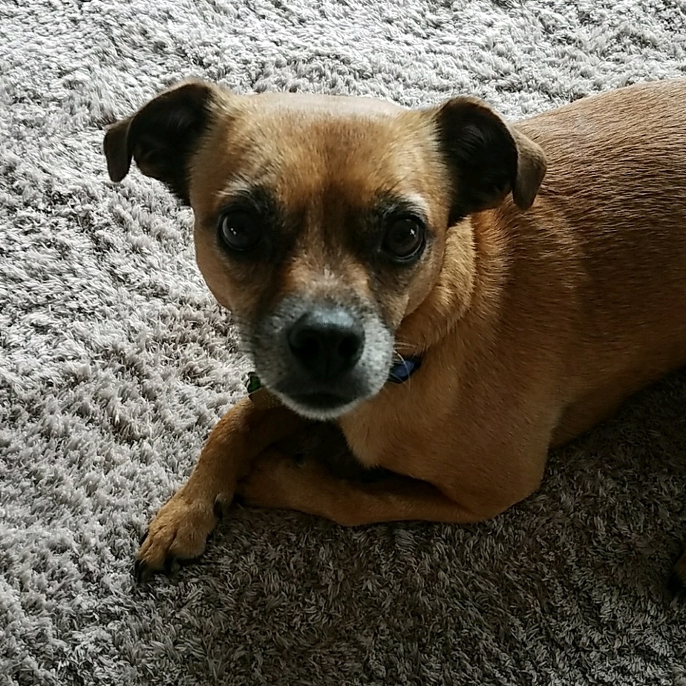 Meet your Posher, Renee