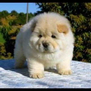 Meet your Posher, Joaquin