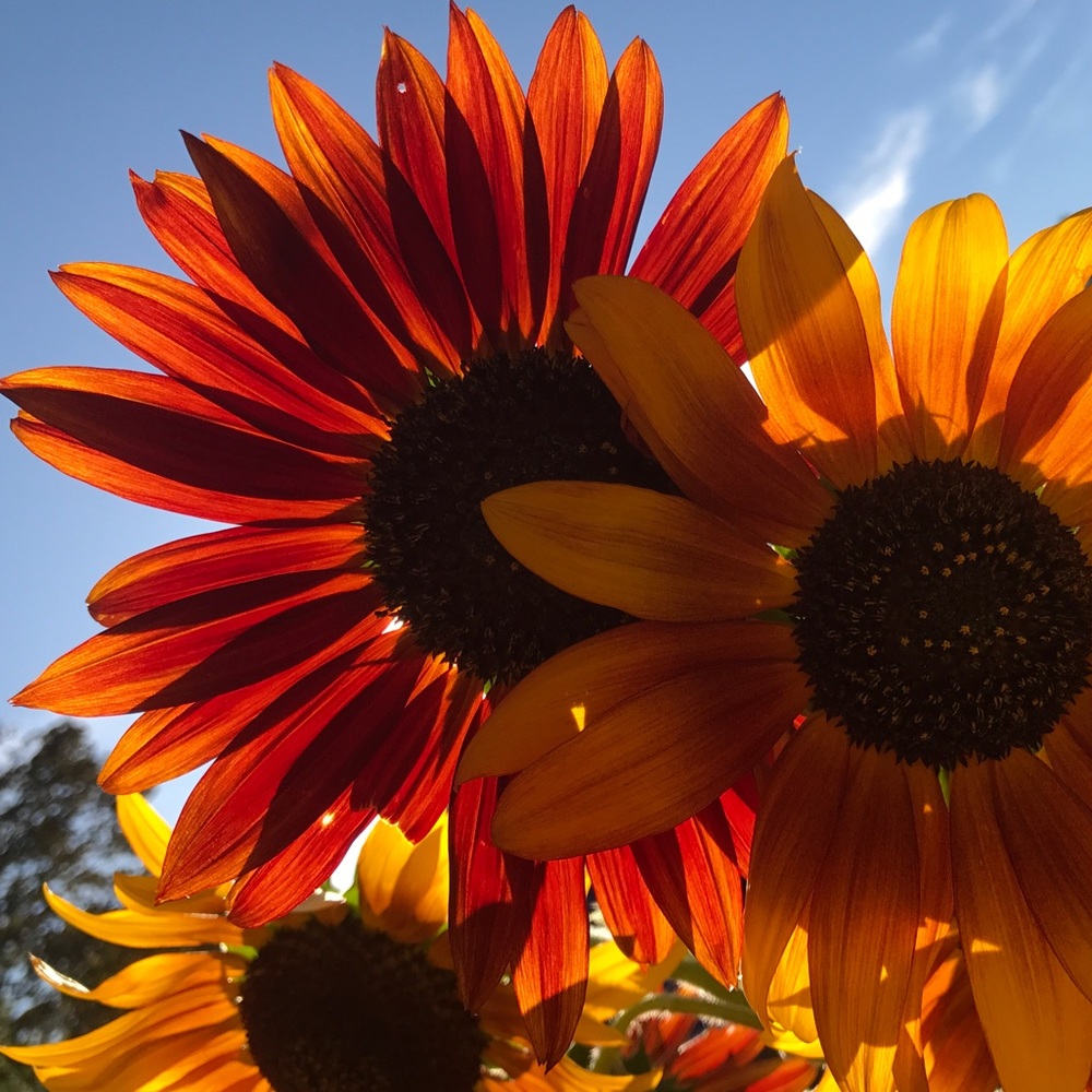 Meet your Posher, Allie