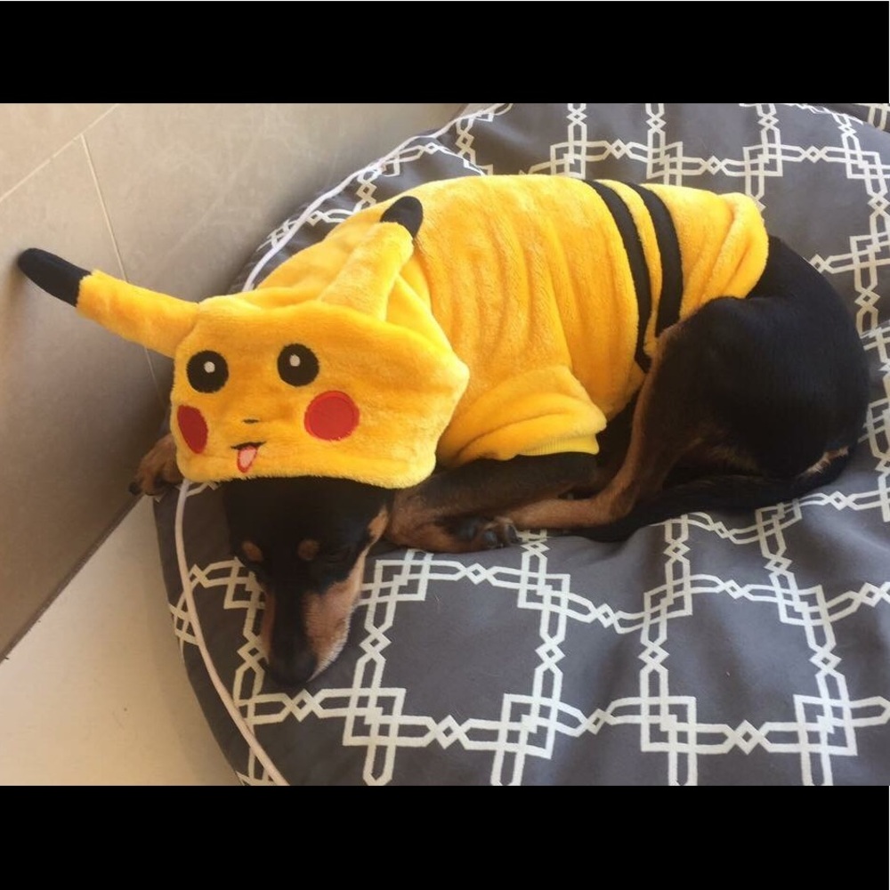 Dog Halloween Outfit
