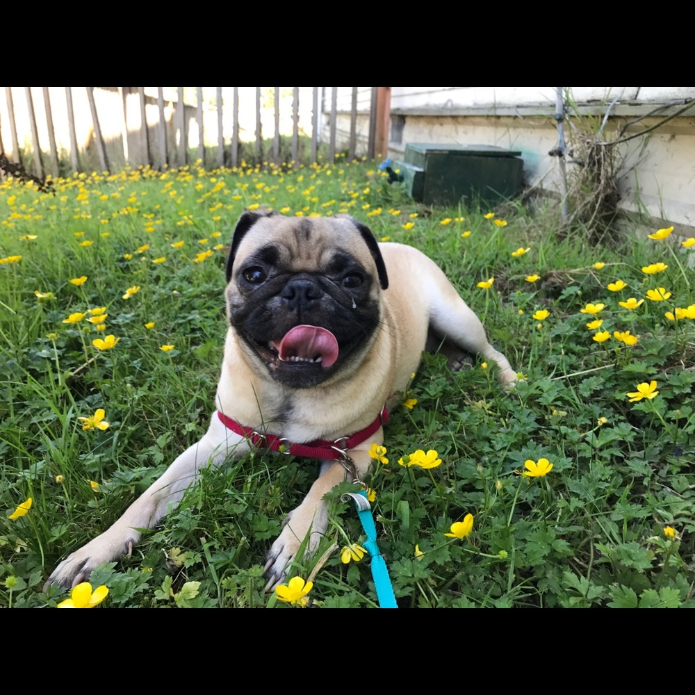 Meet your Posher, Maddy