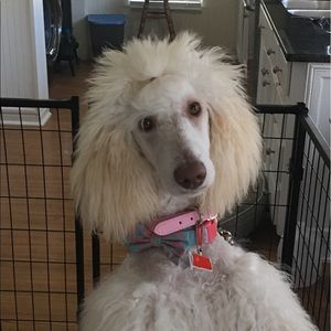 Meet your Posher, Jaden