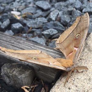 Meet your Posher, Connor