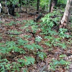 Meet your Posher, Deana