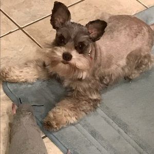 Meet your Posher, Sylvia