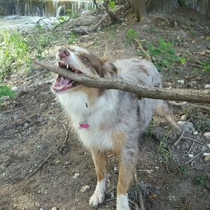 Meet your Posher, Max