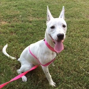 Meet your Posher, Laura