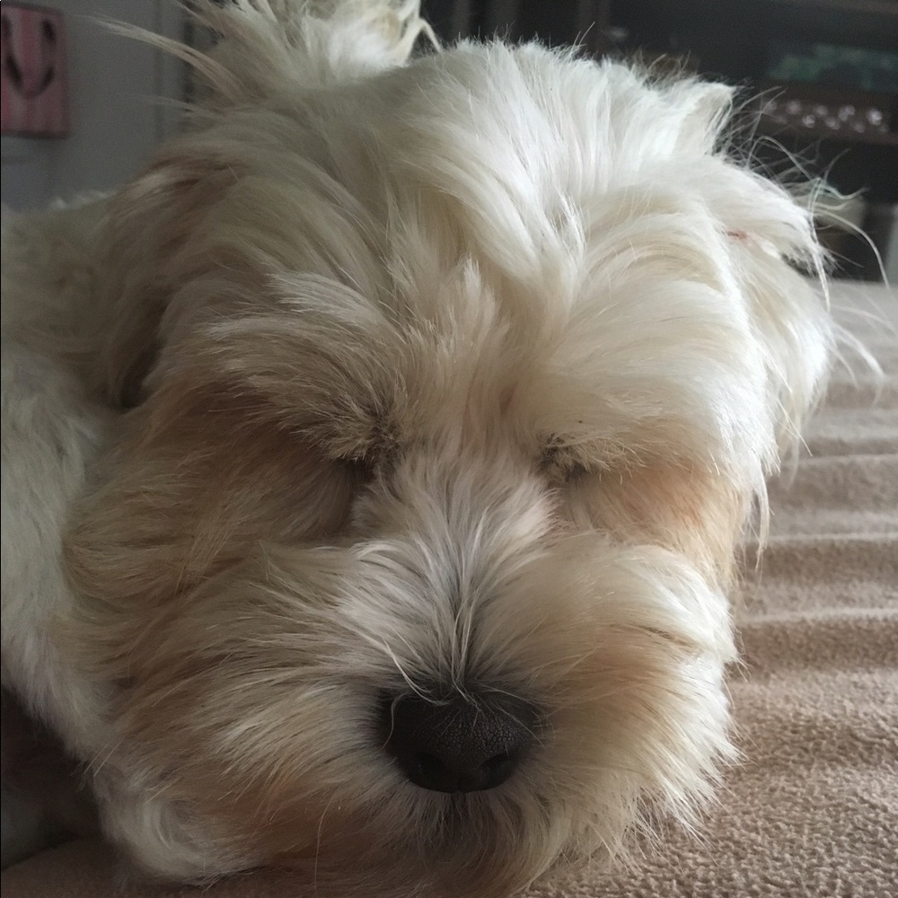 Meet your Posher, Betty