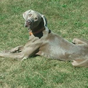 Meet your Posher, Corren mumford-orefice