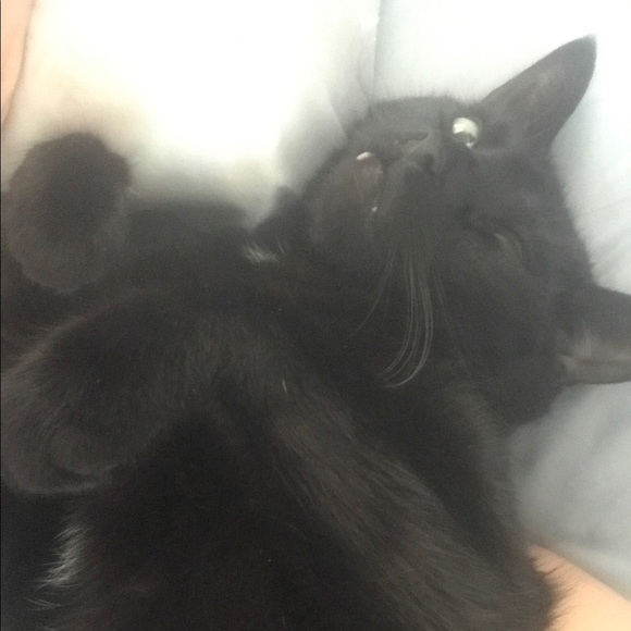 Meet your Posher, Shane - Picture 2 of 2