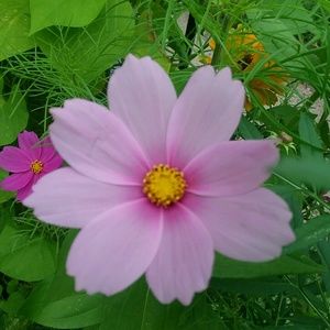 Meet your Posher, Vinnie