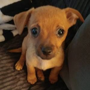 Meet your Posher, Joyce