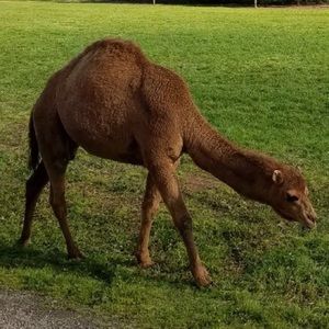 Meet your Posher, Obi