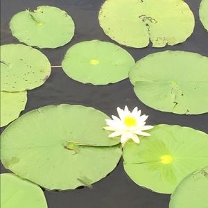 Meet your Posher, Lee