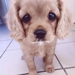 Meet your Posher, Audrey