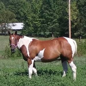 Meet your Posher, Sue