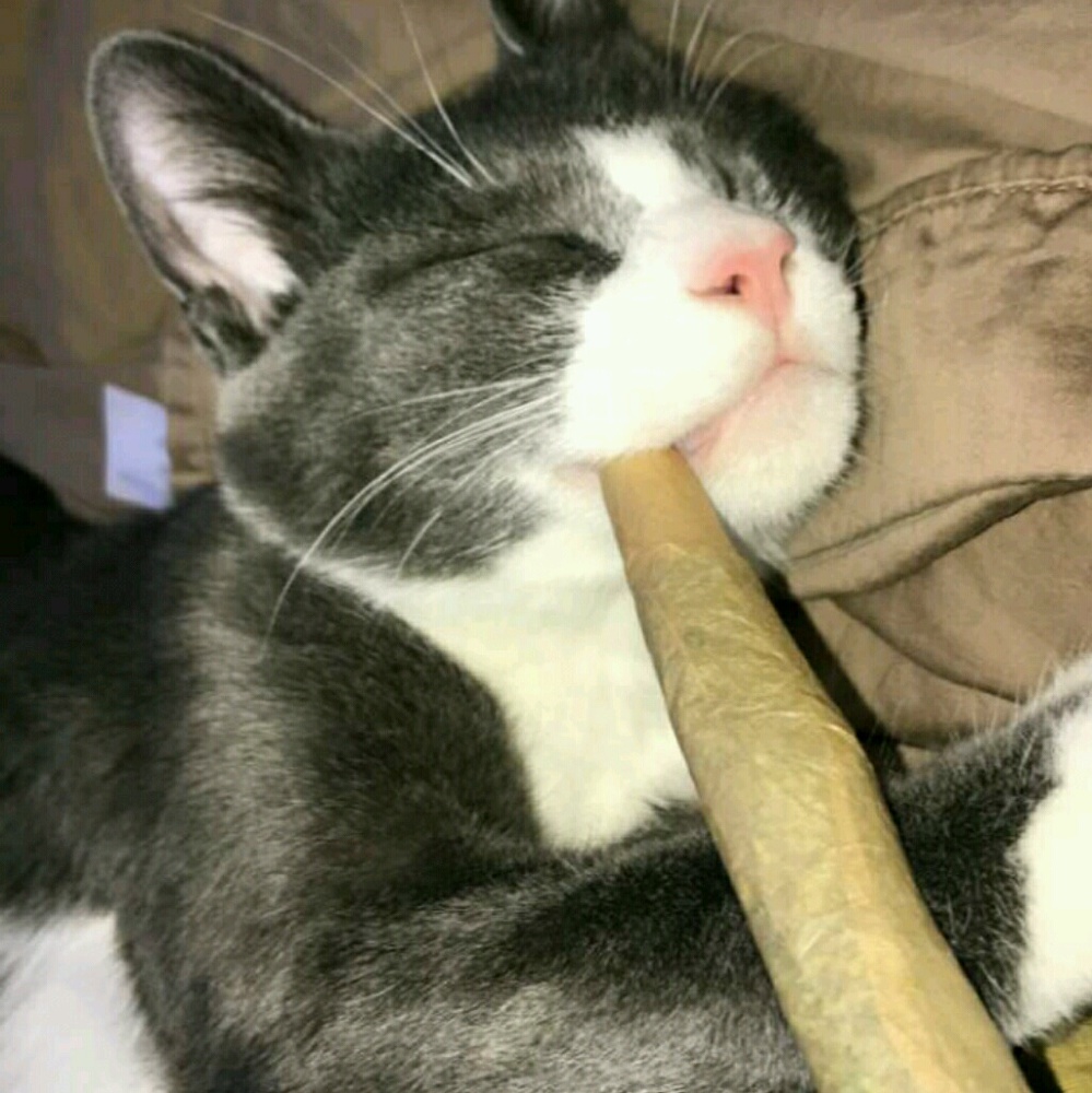 Meet your Posher, Alex