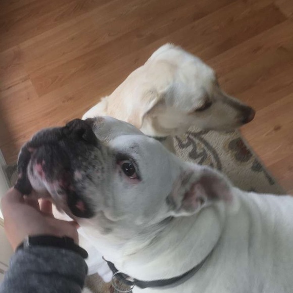 Meet your Posher, Abbie - Picture 1 of 1