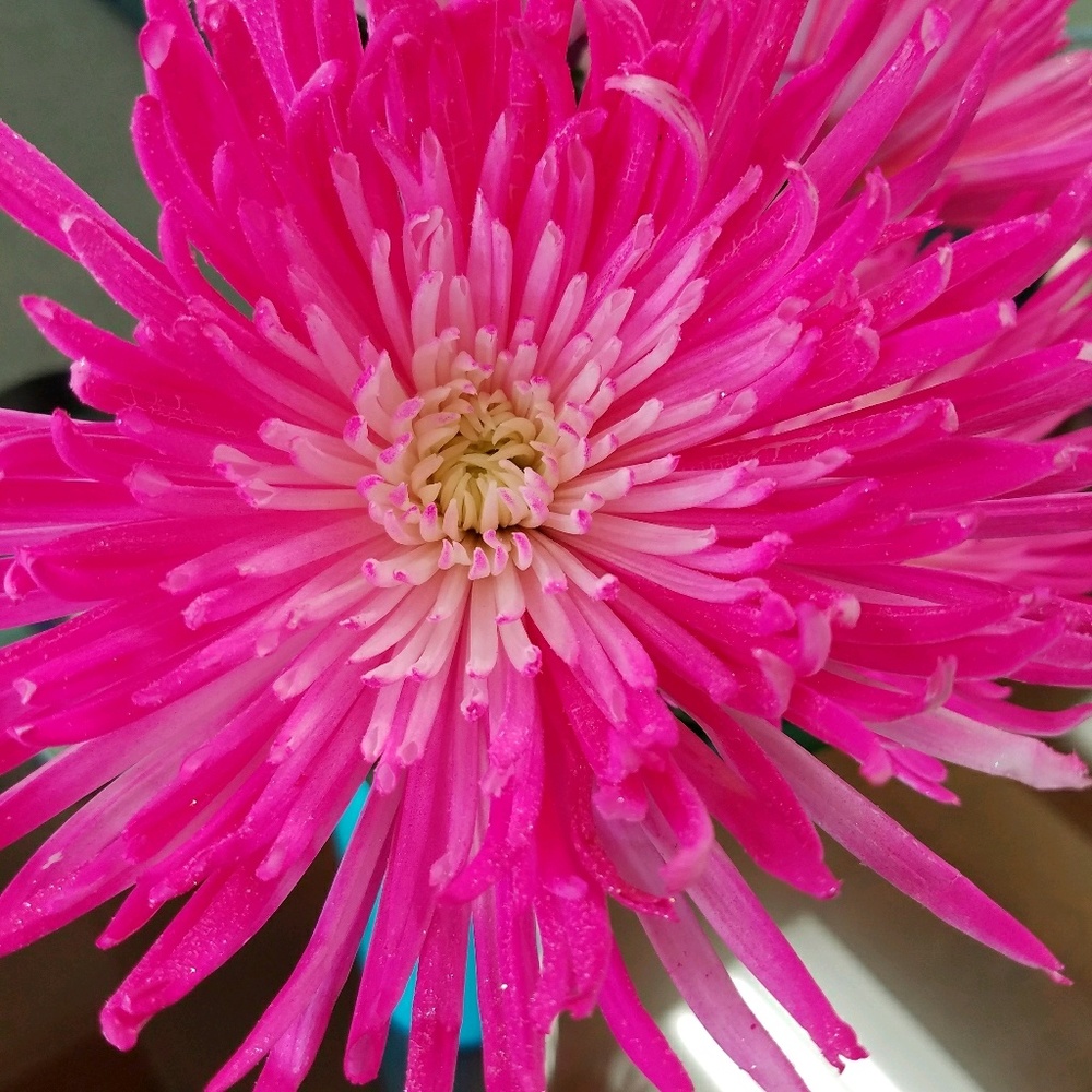 Meet your Posher, Shelly