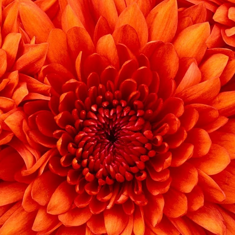 Meet your Posher, Jazmine