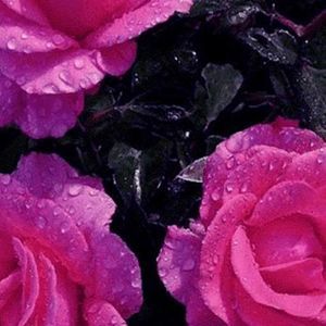 Meet your Posher, Beth