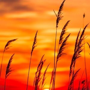 Meet your Posher, Sheree