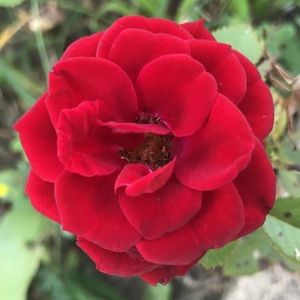 Meet your Posher, Faith