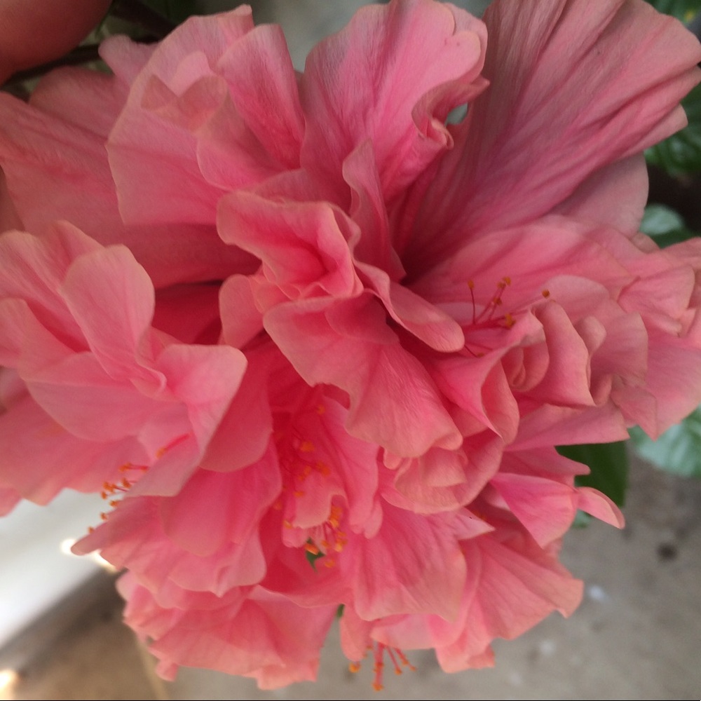 Meet your Posher, Zdenka