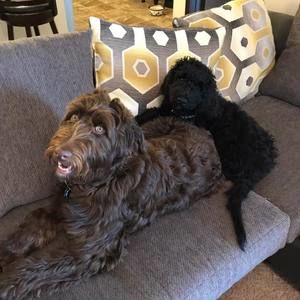 Meet your Posher, Abigail