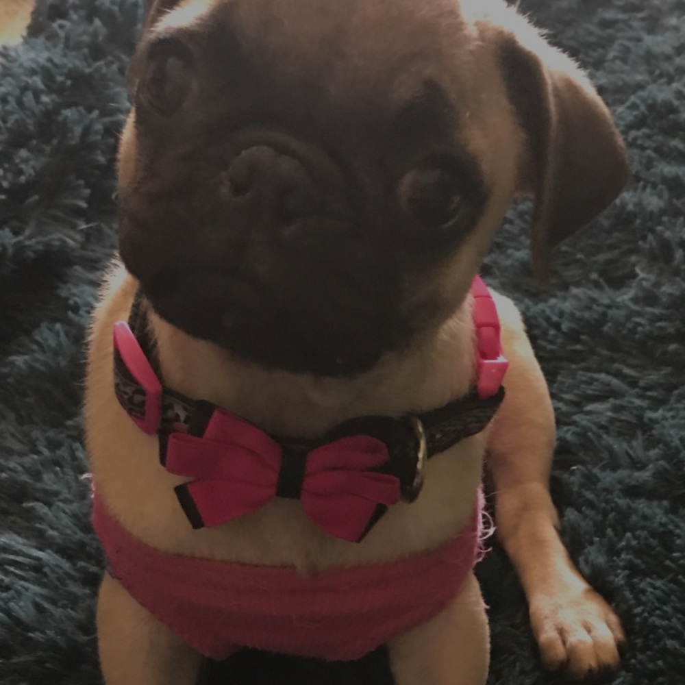 Meet your Posher, Julie