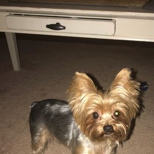 Meet your Posher, Cynthia