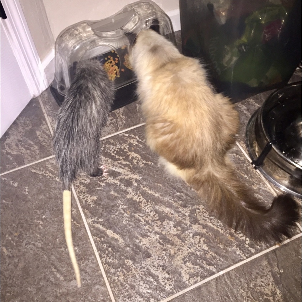 Meet your Posher, Davida